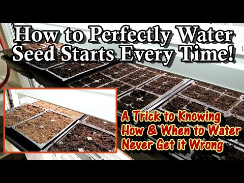 How to Know When Your Indoor Seed Starts Need to be Watered & How to Water Them Perfectly Every Time