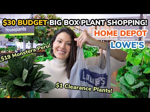$30 BUDGET Big Box Plant Shopping & Haul! Lowe's & Home Depot Houseplant Shopping - Charlotte, NC