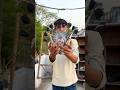 Video Of Pigeon ️ Pigeon Shorts