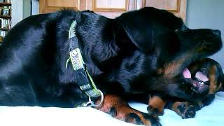 The start of the Socialisation Period - In Video