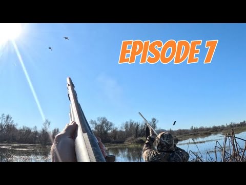 Ca Duck Chat