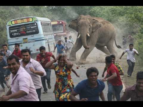 Rampaging Elephant Charges the Road — Chaos Unleashed!