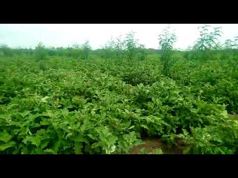 11.5 Acres Farm Land In Sattur Taluk, Virudhunagar District