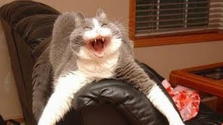 Самое угарное видео. Приколы про котов ! Попробуй не заржать !