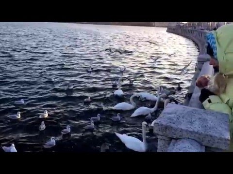 Как кричат чайки? slow motion