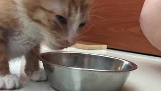 [問題] 貓吃東西異常的舔舌頭問題詢問