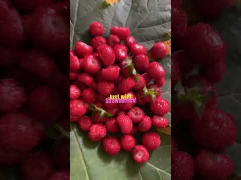 Don’t eat Wild Strawberries 😂infront of apartment. #fruitshorts  #fruitpicking  #wildberries