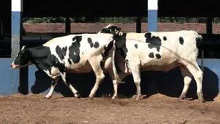Vídeo 199 - 1ª ETAPA MEGA LIQUIDAÇÃO TOTAL AGROPECUÁRIA MARAJOARA - DIA 4 | GADO GIROLANDO E HOLANDÊS