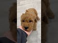 Goldendoodle dogs for sale: Callie - Video 1