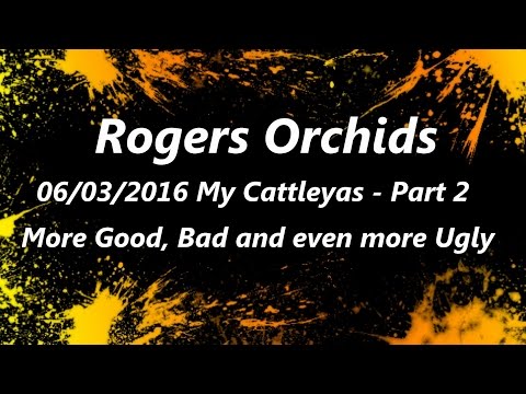 My Cattleyas Pt 2