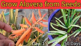 How To Grow AloeVera From Seeds || Collecting Aloe Vera Seeds & Grow Easily (50 Days Results)