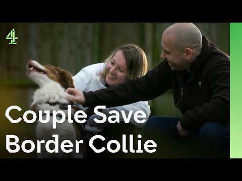 Couple Save Border Collie | The Dog House 🐶