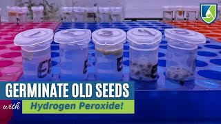 Revive Your Old Seeds: How to Germinate Seeds Using Hydrogen Peroxide!