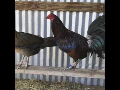 Leiper Hatch, @roundhead