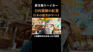 【名演技】巨木の銀杏をじっくり見学して紅葉を楽しむ #日向薬師 #紅葉 #巨木