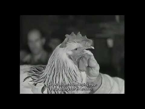 Trailer | De Gallo Qui Ovavit | Nina Forsman