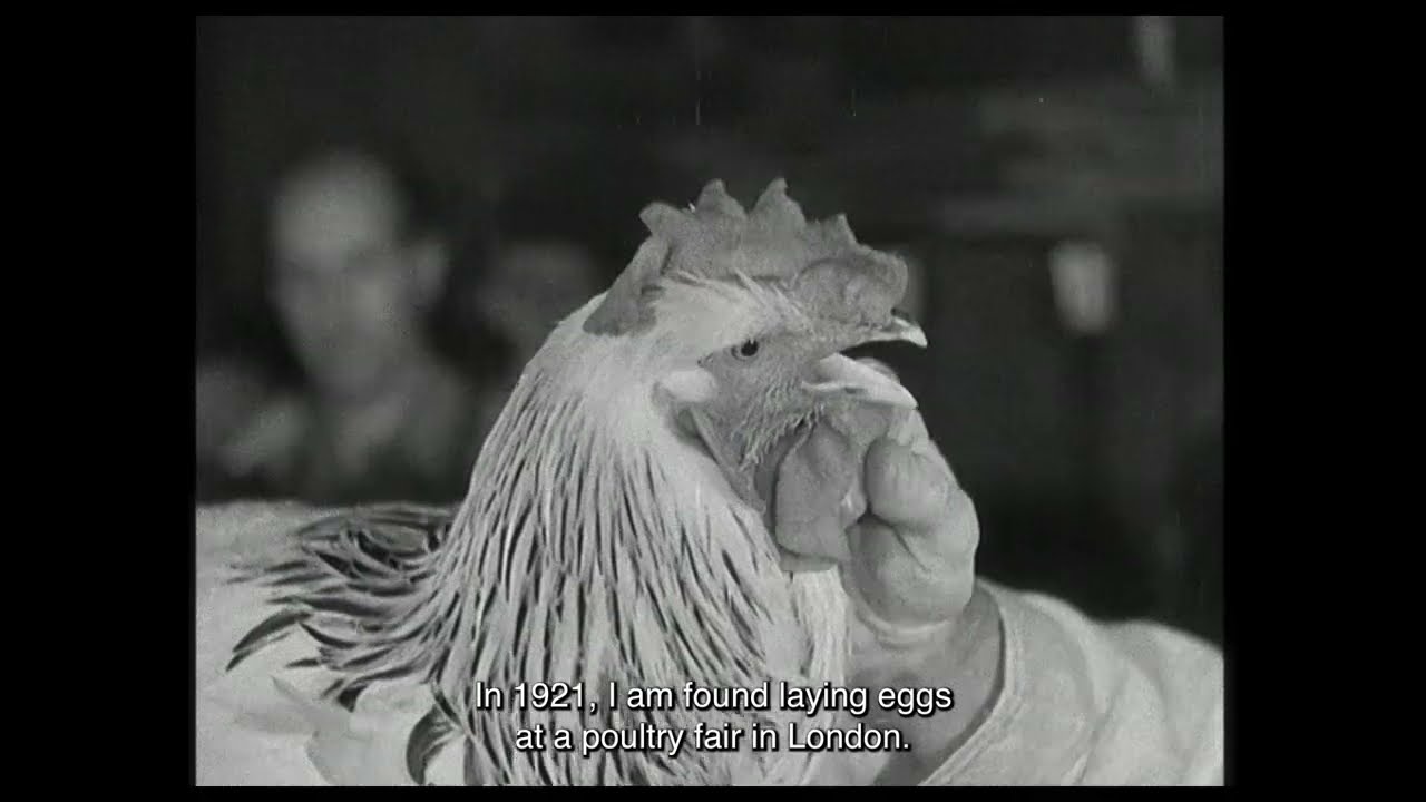 Trailer | De Gallo Qui Ovavit | Nina Forsman