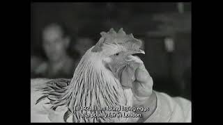 Trailer | De Gallo Qui Ovavit | Nina Forsman