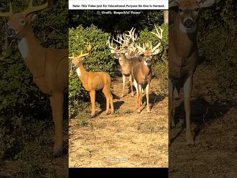The Man Goes To The Forest To See Deer 🦌🤯🔥