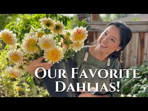 Ultimate Guide to Dahlia Types: Find Your Perfect Bloom! | Turbow Farms