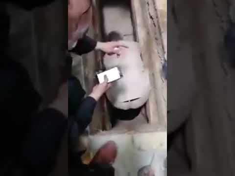 ⁣لحظات دفن سيد عادل العلوي  رحمه الله خادم اهل البيت عليهم السلام اين دفن السيد عادل العلوي