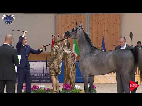 N 47 TACJANA   European Championship 2019   3 Years Old Fillies Class 5