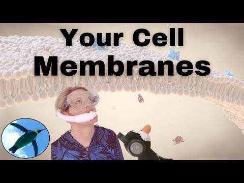 CELL MEMBRANES | Bio Basics 🐧