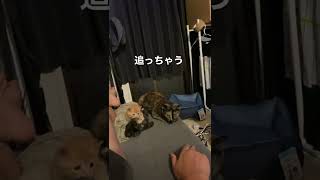 かわいすぎる子猫shorts #2