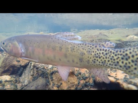 Wild Vermejo | Catching a Rio Grande cutthroat  trout