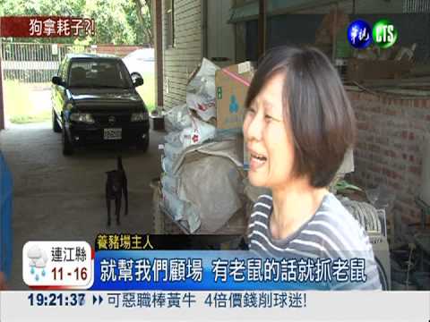 流浪狗學技能! 增加民眾認養率