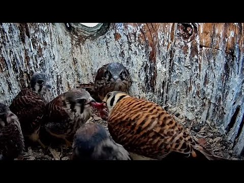 Chicks Perk Up For Feeding When Mom Arrives At American Kestrel Nest – June 9, 2025