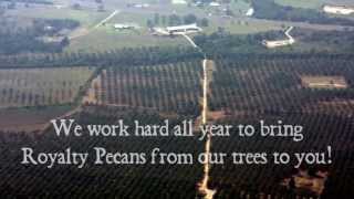 preview picture of video 'Growing & Harvesting Pecans at Texas Orchard | Royalty Pecan Farms™'