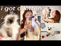 24 HRS W NEW KITTEN ‍ Cat Supplies Haul Cute Day In My Life Basically A Mommy Vlog Lol