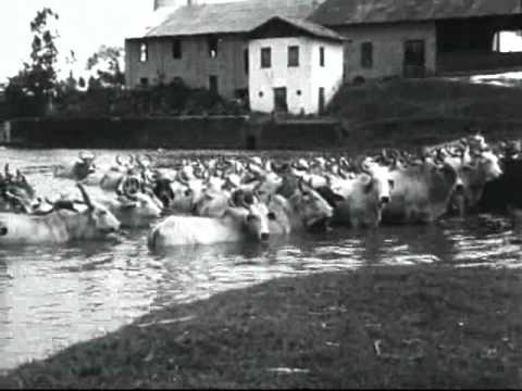DOCUMENTÁRIO- DA FAZENDA CASTELO - SANTA LUZIA DO ITANHY - SERGIPE