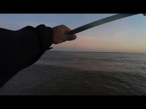 Bluefish on Rockaway beach