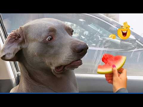 Impossible Not To Laugh 😹🐶 Funniest Dogs Ever!