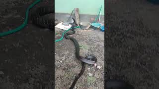 Download lagu manjain si black #snake #ularbesar #pawangular #cobra #kingcobra mp3