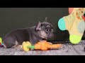 French Bulldog dogs for sale: Bethany - Video 1