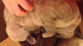Stress Relief Tonkinese Cat Cuddle
