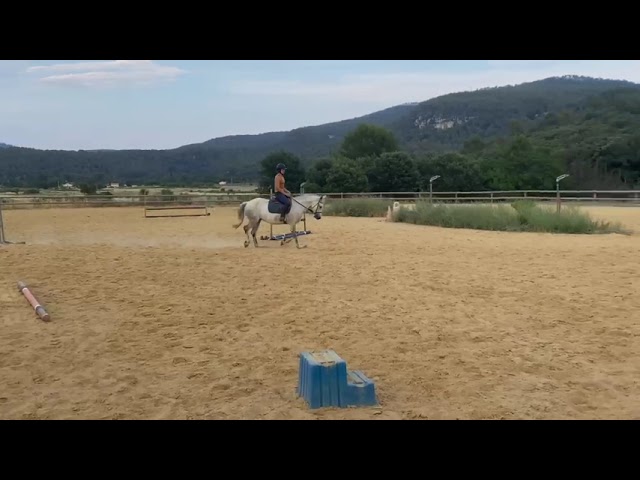 Jument connemara polyvalente 9 ans