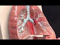 Dr. Benaduce: Respiratory System - Lung hilum