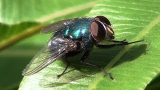 Up Close with a Green Bottle Fly