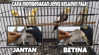 Download lagu Here's How to Differentiate Male and Female Australian Falcon Parakeets for Beginners mp3