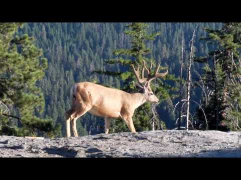 rough video of how close I got to the Mule Deer on the hiking trail right by the campground