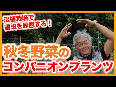野菜、ハーブ、花の中でイチゴに最適なコンパニオンプランツは何ですか?  庭園