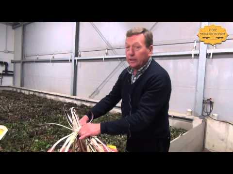 download lagu mp3 mp4 Radicchio Tardivo, download lagu Radicchio Tardivo gratis, unduh video klip Radicchio Tardivo