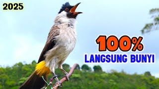 Download lagu Suara Burung Kutilang Gacor Super Ribut 2025 mp3 Download lagu Suara Burung Kutilang Gacor Super Ribut 2025 mp3