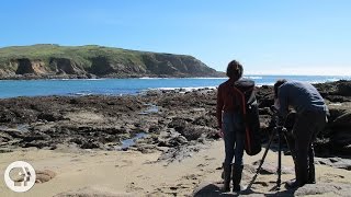 Behind the Scenes With Deep Look: The Diva Decorator Crabs