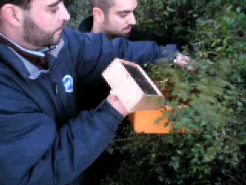Come imparare se ci sono parassiti in un organismo e come liberarsi Trattamento di gatti per lyambliya