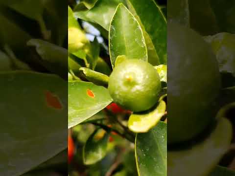 Let's Tango Mandarin